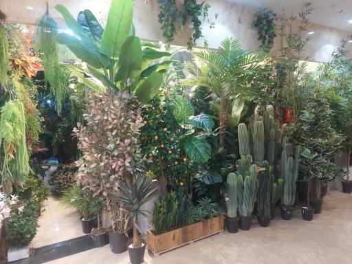 عکس هایپرگیاه الیت 