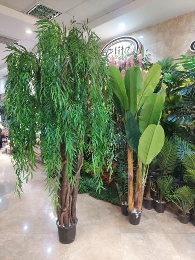 عکس هایپرگیاه الیت 