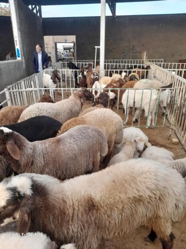 عکس بازار دام سبک مشهد 