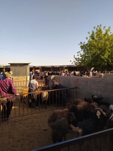 عکس بازار دام سبک مشهد 