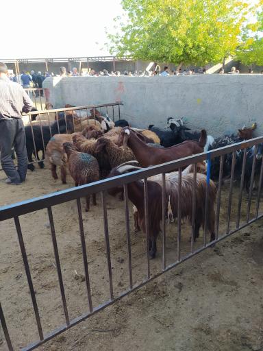 عکس بازار دام سبک مشهد 