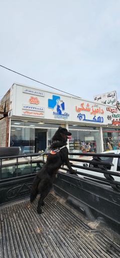 عکس کلینیک دامپزشکی دهکده