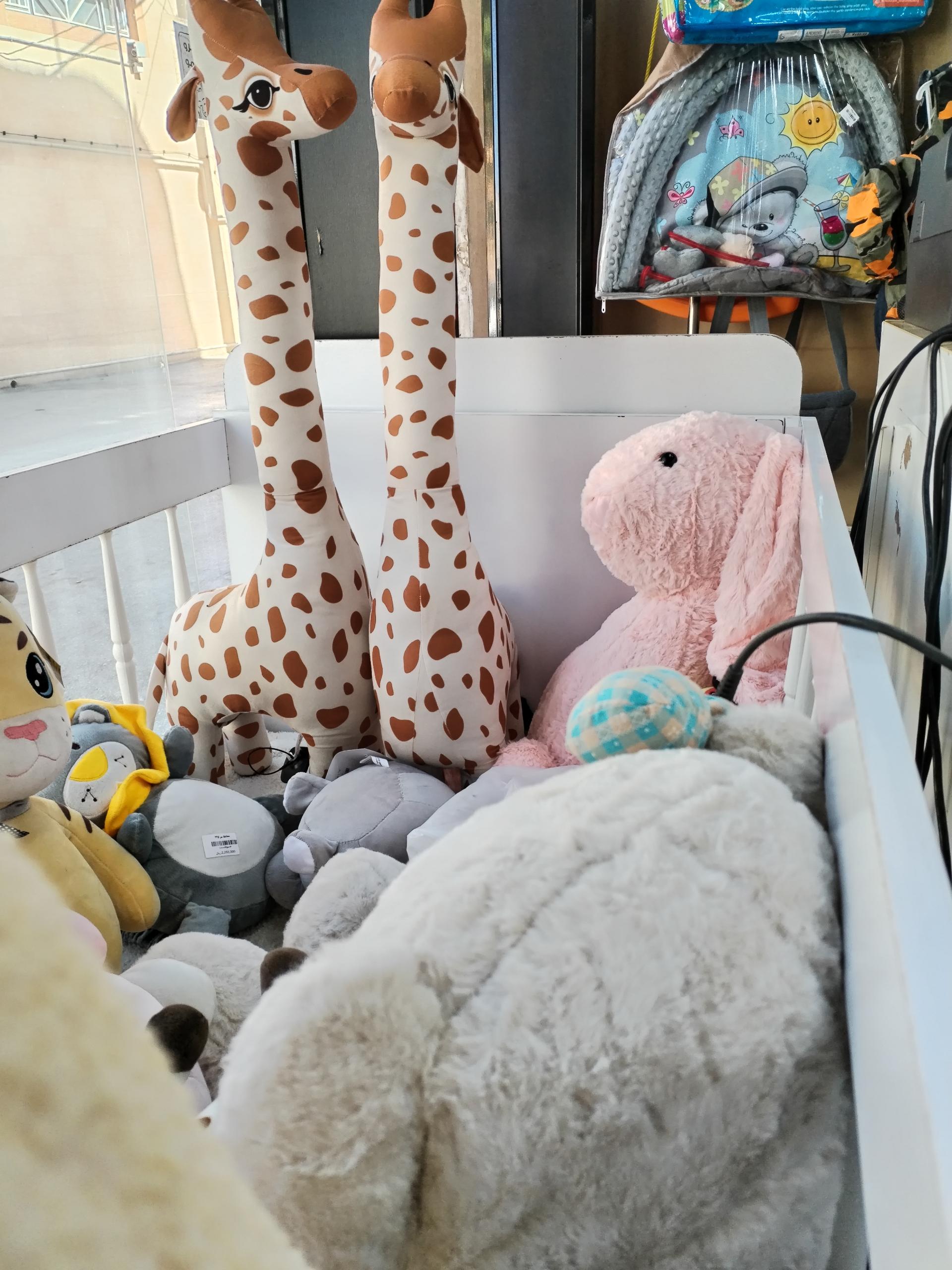 عکس سیسمونی مارتینی شعبه دوم