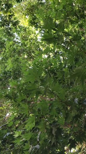 عکس دره ارزنه