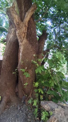 عکس دره ارزنه