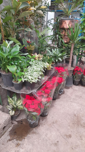 عکس گل فروشی و سفال مهستان