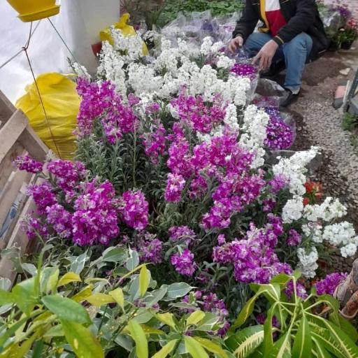 عکس گل فروشی و سفال مهستان