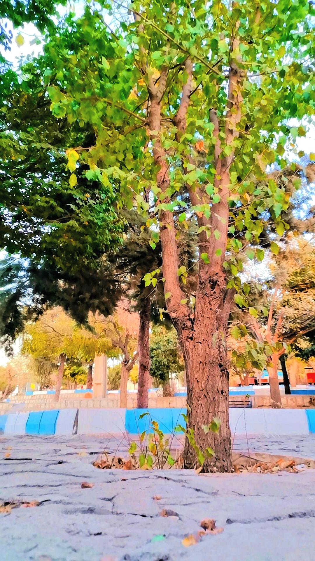 عکس پارک شاهد 