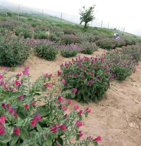 عکس گلخانه بهار