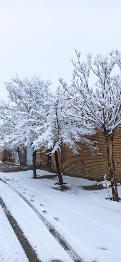 عکس طالخونچه