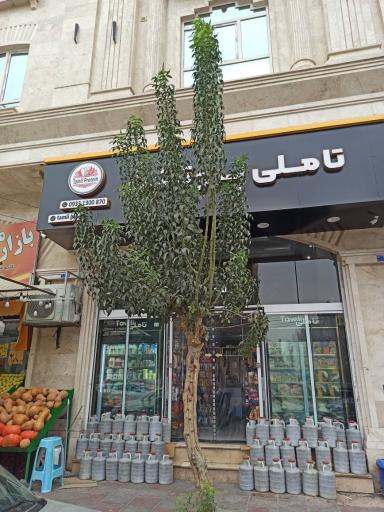 عکس تاملی پروتئین