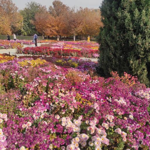 گل های داوودی باغ گیاه شناسی 