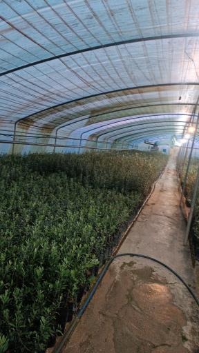 عکس نهالستان و گلخانه دکتر ایزدی