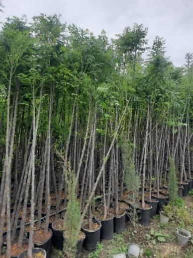 عکس نهالستان و گلخانه دکتر ایزدی