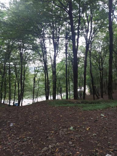 عکس جنگل های نور