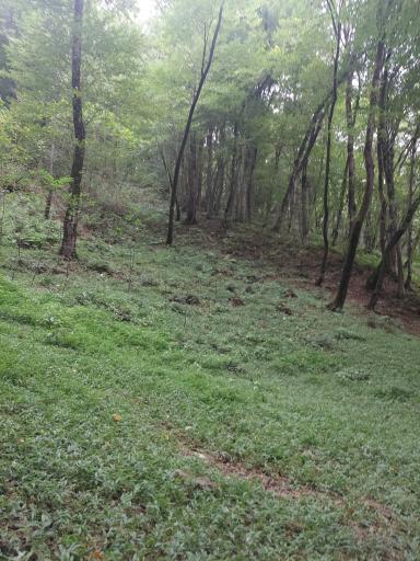 عکس جنگل های نور