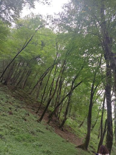 عکس جنگل های نور