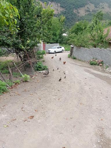 عکس جنگل های نور