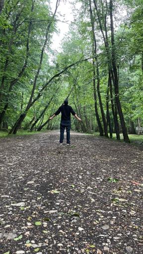 عکس جنگل های نور