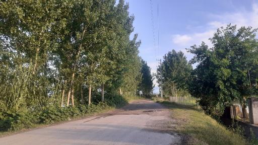 عکس جنگل های نور