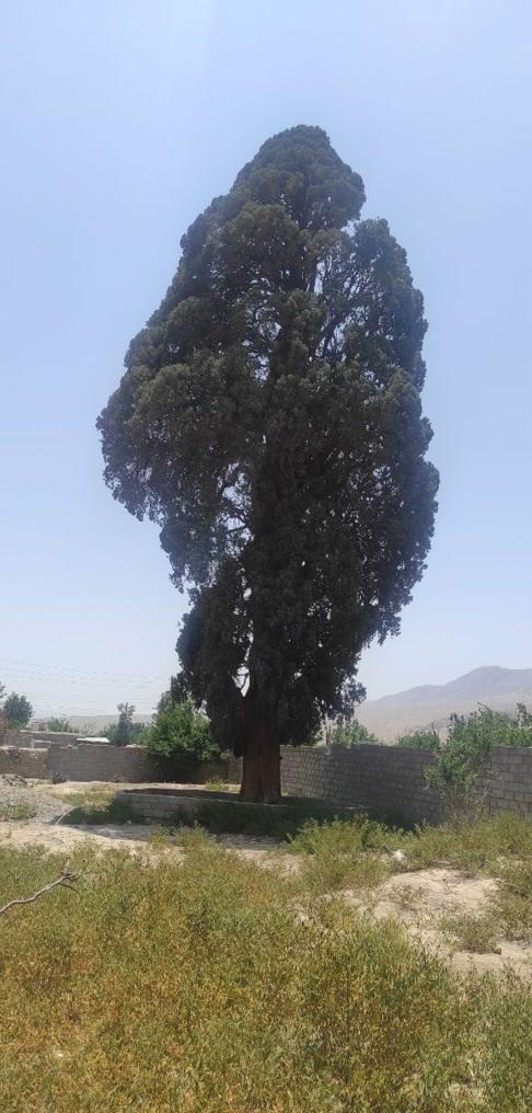 عکس سرو تاریخی گلباف