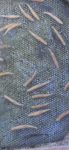 عکس قزلستان رفیعی