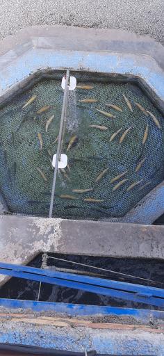 عکس قزلستان رفیعی