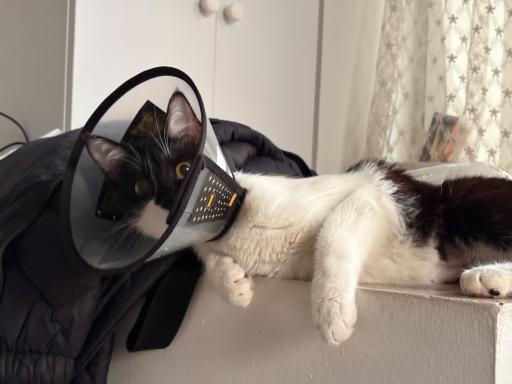 عکس کلینیک دامپزشکی دکتر فراهانی