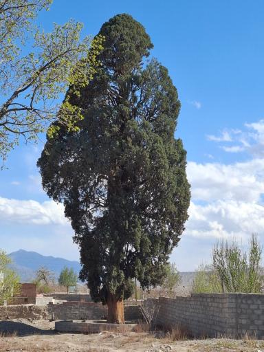 عکس سرو تاریخی گلباف