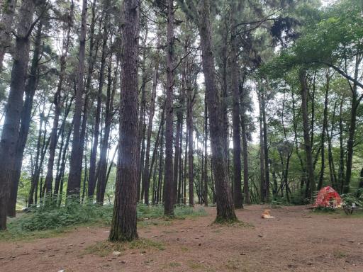 عکس دریاچه گیسوم