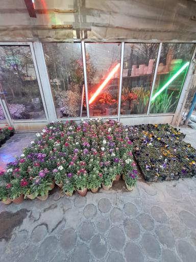 عکس گل سرای خرم