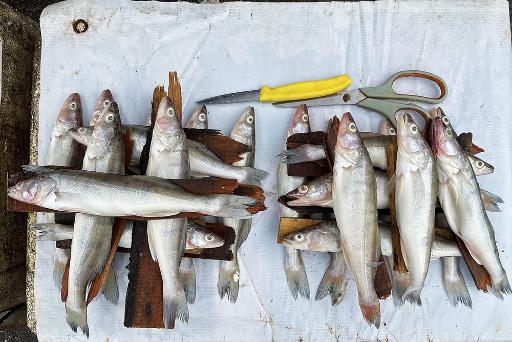 عکس شنبه بازار انزلی