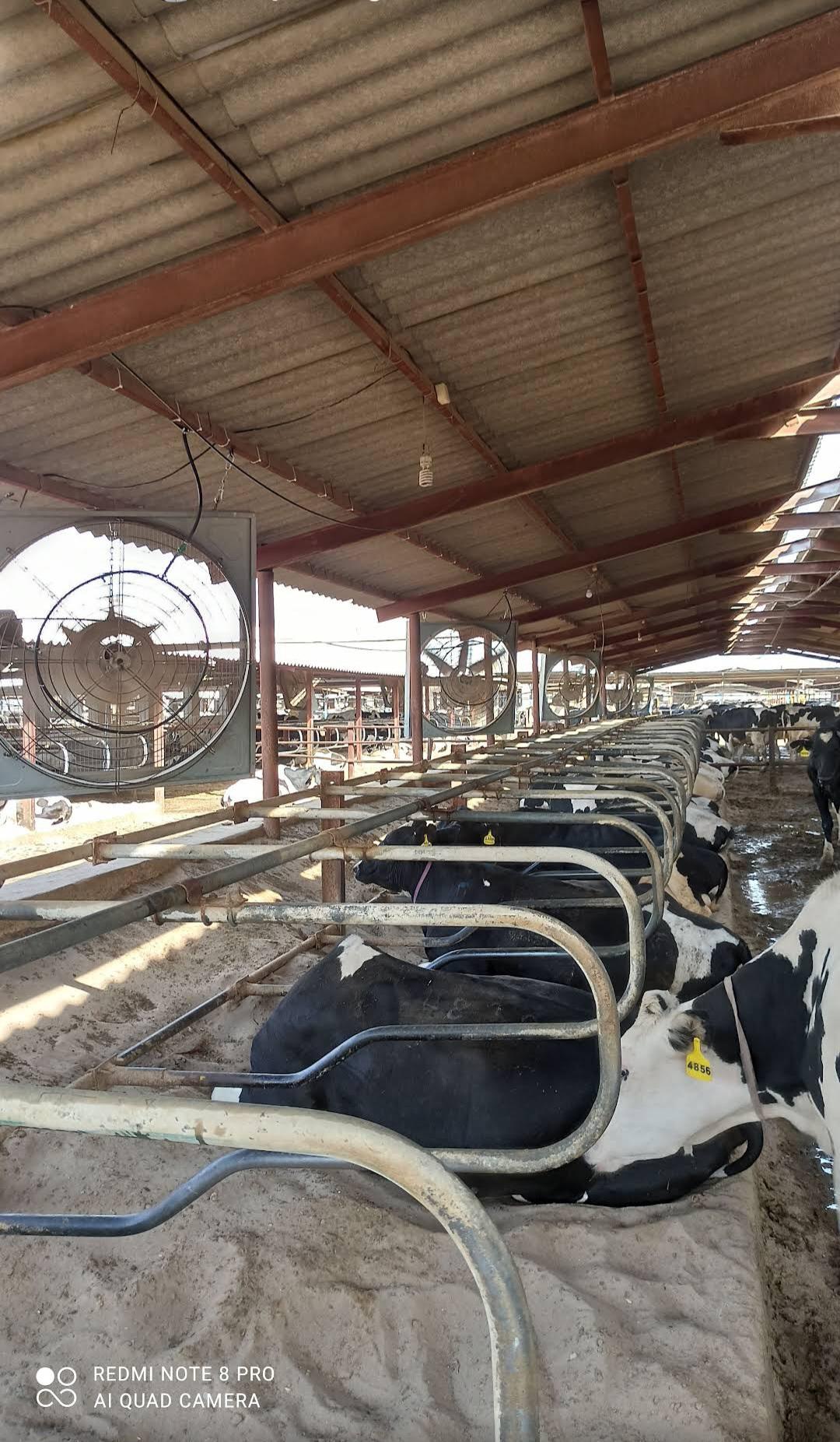 عکس کشت و دام بهاران