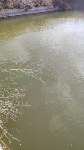 عکس چشمه ماهی 