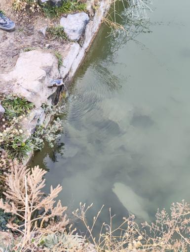 عکس چشمه ماهی 