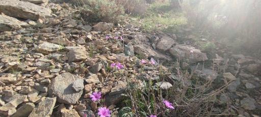 عکس کبوترکوه
