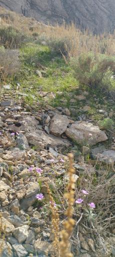 عکس کبوترکوه