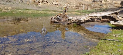عکس کبوترکوه