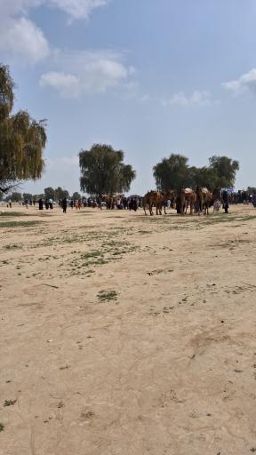 عکس کهنوج