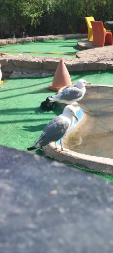 عکس باغ پرندگان