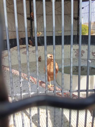 عکس باغ پرندگان