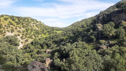 عکس بدره