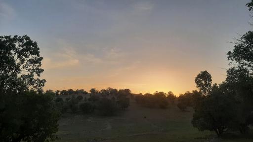 عکس بدره