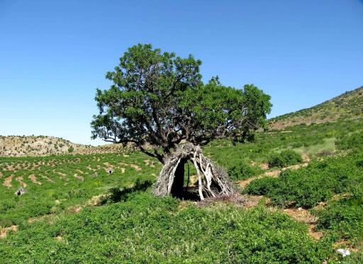عکس لایزنگان