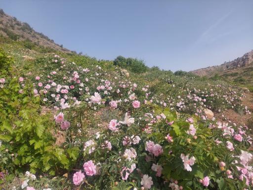 عکس لایزنگان