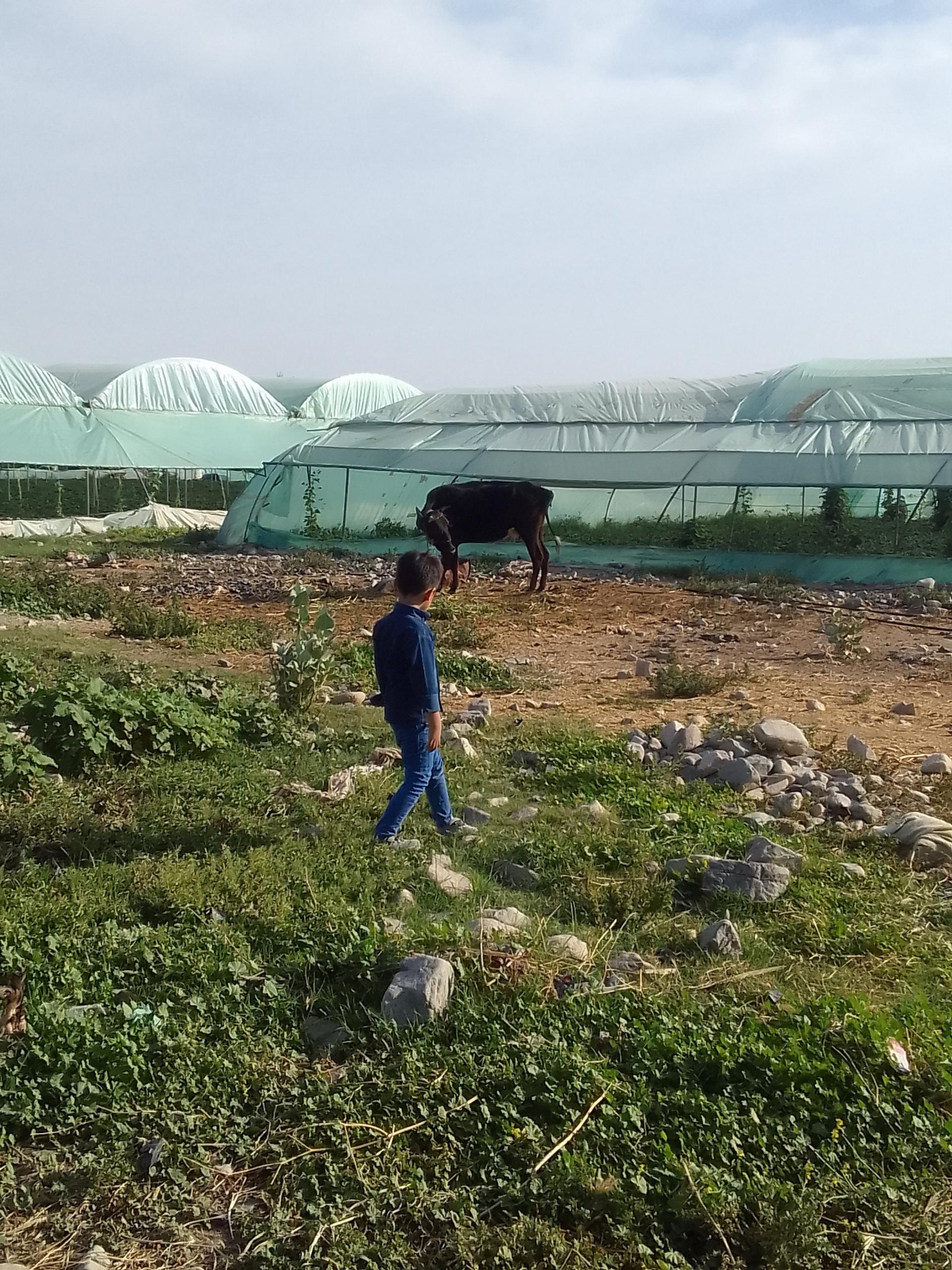 عکس گلخانه توت فرنگی سپهر