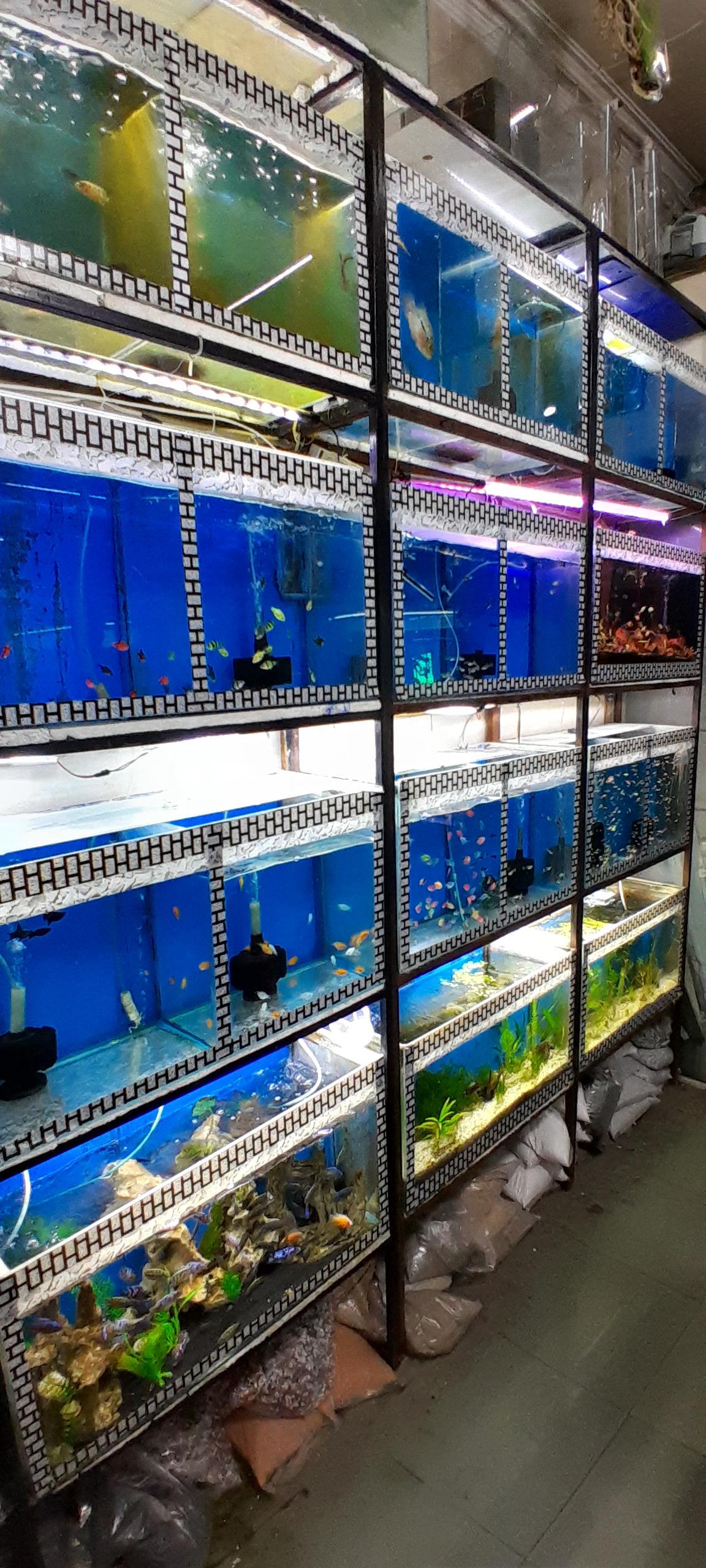 عکس فروشگاه اکواریوم ستاره