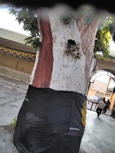 عکس درخت کهنسال