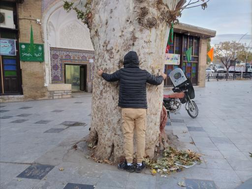 عکس درخت کهنسال