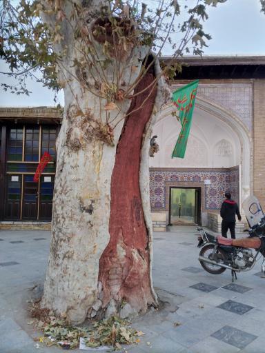 عکس درخت کهنسال